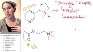 Synapse 4- Acetylcholine