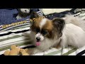 飼い主が理解してくれなくていじける犬｜パピヨン｜犬｜元繁殖犬