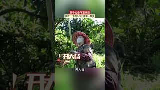 夏季必备降温神器 果农：充电8小时 凉爽一整天 #降温神器 #乡村季风