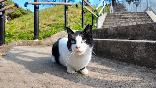 階段の下にいた猫、降りていくとモフられに寄ってきた