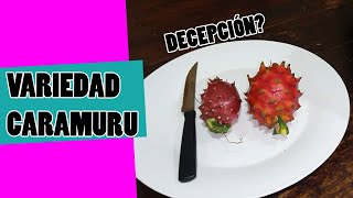 Pitahaya variedad Caramuru - Una Setaceus de fruta grande