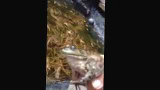 Unbelievable bull frog sound cries like baby & cat
