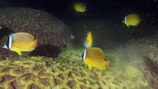 オオハナガタサンゴの産卵とチョウチョウウオの捕食/屋久島