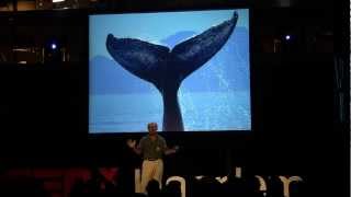 Great whales: Michael Fischbach at TEDxHaarlem