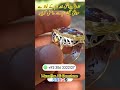 natural yaqoot stone ring price in pakistan shorts shortvideo youtubeshorts