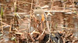 2月鳥　10選　　境川遊水地