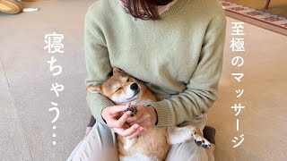 ママの肉球マッサージでうとうとしちゃう柴犬が可愛い