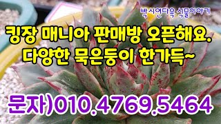 [21.10.06]초연매니아판매방 문의)010.4769.5464묵은둥이국민이.창다육이#뫼비우스금#국민이묵은둥이다육