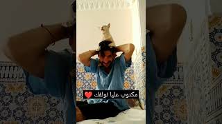 #cat #قطط_مضحك #catsoftiktok #قطط_مضحك #catsofyoutube #قطط_جميله