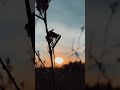 Nature Walk Sunset Sky Background video | No copyright footage