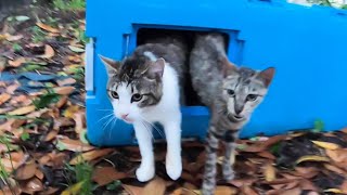 Abandoned cats wait for me on a typhoon day