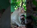 Baby monkeys so cute Baby Baby  #baby #animals #fypシ゚viralシfypシ゚ #reel  #babymonkey #babyanimals