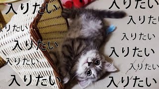 おもちゃ箱をひっくり返してまで、中に入る悪い子猫。