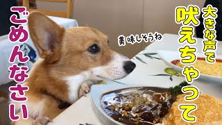 お転婆犬のドッグカフェデビュー！お利口さんにできる...？