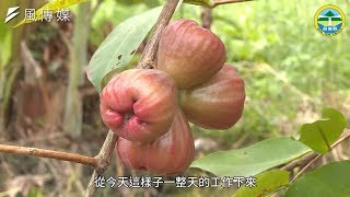 魚也要吃益生菌、蓮霧還得穿衣服！跟養小孩一樣辛苦操勞的傳統產業！