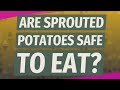 Are sprouted potatoes safe to eat?