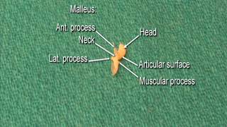 1.8 Step 11. Isolated auditory ossicles