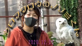 富士花鳥園　バードショー　2020.12.22　ノーカット版シロフクロウのノゾミくん