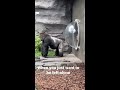 gorilla in zoo wanting his personal space