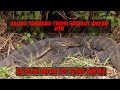 Berburu biawak spot Glagah pinggir kali