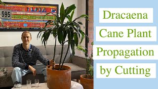 How to Propagate Dracaena Cane Plant by Cuttings