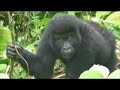 theworldoffroad expedition gorillas safari in d.r. congo