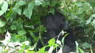 TheWorldOffroad Expedition: Gorillas Safari in D.R. Congo!