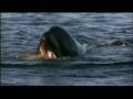 Will You Be There Michael Jackson Bso Amp Orca Keiko En Liberad A Willy