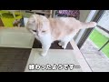 仕事中にニャーニャー何かを教えにきた猫についていってみると...