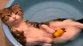 Diving and relaxing cat - Gatto che fà il bagno e si rilassa in acqua