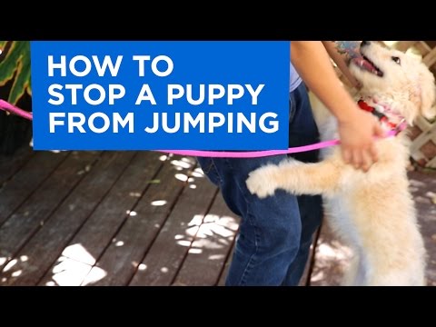 How to Train Your Puppy to Stop Jumping How to Train Your Puppy to Stop Jumping
