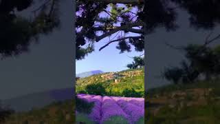 Why people visit France? Lavender Field, Aurel