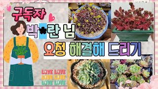 2️⃣월1️⃣6️⃣일❇구독자님❇ 요청은🍏 소중🍏하니까 즉시 해결해드립니다~#다육이 #succulent #구독자