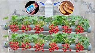 How to Grow Strawberries at Home Without Watering | Growing Strawberries from Seeds is Easy