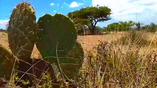 SEMIDESIERTO // EXPLORANDO LA FAUNA SILVETRE DE MATORRALES DEL DESIERTO