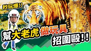 超認真少年的玩具被孟加拉虎玩爆 動物園老虎整個樂壞了