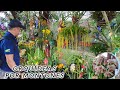 Acompañame a este hermoso recorrido lleno de Orquídeas EXPOSICIÓN ARMENIA QUINDÍO