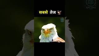 सबसे तेज और ख़तरनाक शिकारी पक्षी 🦅 बाज़: आसमान का सबसे खतरनाक शिकारी! ⚡#trending #shorts #shortvideo