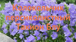 Колокольчик персиколистный Такион Блу 🌿 обзор: как сажать, саженцы колокольчика Такион Блу