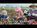 阮最愛的玫瑰花 陳明章 歌詞 hd高畫質