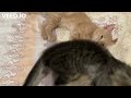 loving cats is playing together. 可爱的小猫们一起玩耍