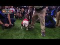 Stone Cold Bevo