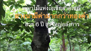 ยางนา อายุ 6 ปี สูงใหญ่อลังการ ยางนามีค่ามากกว่าทองคำ [ดินแดนแห่งเสรีภาพ]