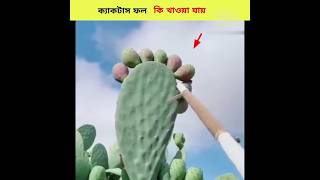 ক্যাকটাস ফল কি খাওয়া যায় || SAGAR FACTS 90