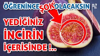 İncir Yerken Aman Dikkat!!! İlginç Bilgiler (24 İlginç Bilgi) - Bunları Biliyor Muydunuz