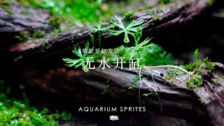 [4K]我是這樣開缸解決藻類和草狀態不佳問題