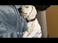 寝て・食べて・寝る　sleep eat sleep.【イエローラブラドール　yellow labrador】