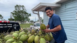 Cosechando cocos 🥥 en florida