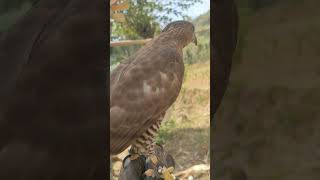 cara melatih alap alap jambul (crested goshawk) dari nol sampai hunting #hunting #falconry