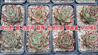 문의010-7459-9915   봄 기운과 함께 만원의 행복을 누리고 철저히 소독 하셔야 합니다 Succulent たにくしょくぶつ 多肉植物